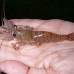 crevette crevette